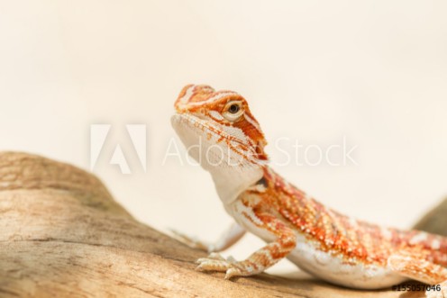 Picture of Bearded Dragon Pogona vitticeps